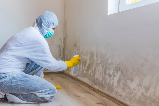 Licensed Mold Removal service in Front Royal, VA - WQB Mold Removal